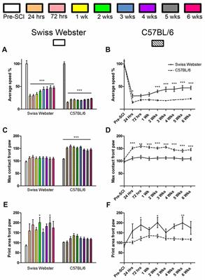 C57BL/6 and Swiss Webster Mice Display Differences in Mobility, Gliosis, Microcavity Formation and Lesion Volume After Severe Spinal Cord Injury